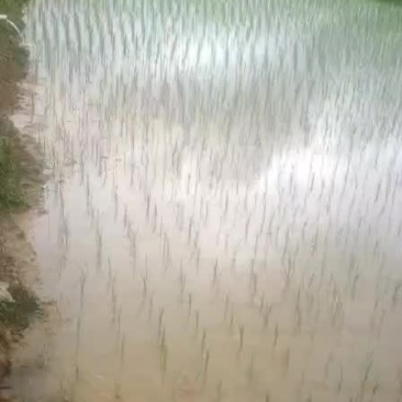 水田以插完秧每亩150元