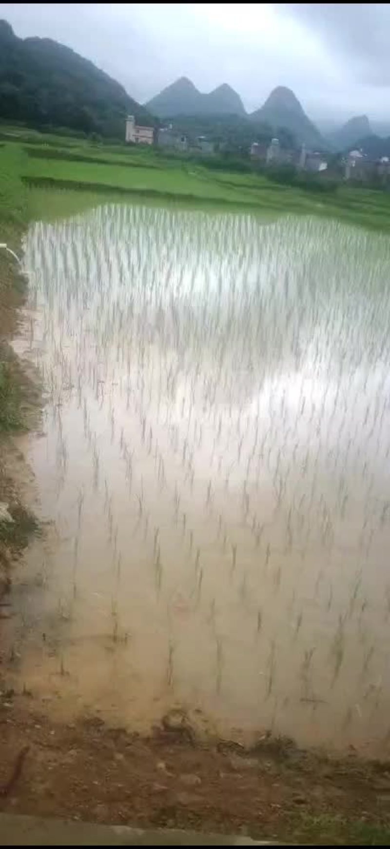 水田以插完秧每亩150元
