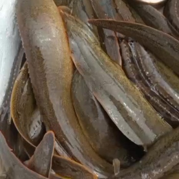 蛇鱼