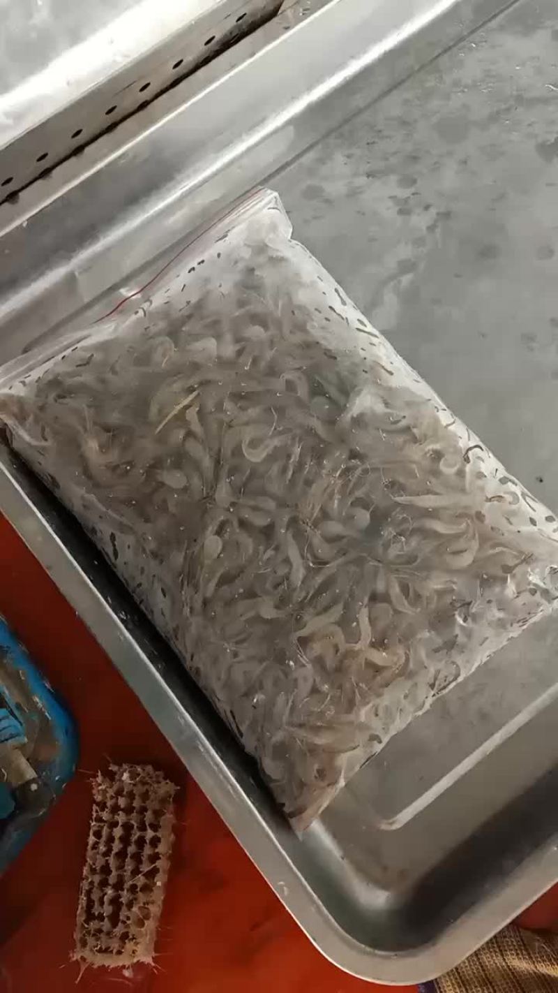 冻板小河虾