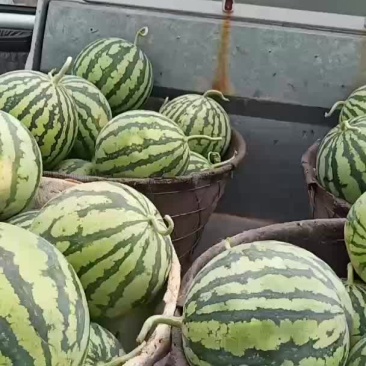 夏县西瓜