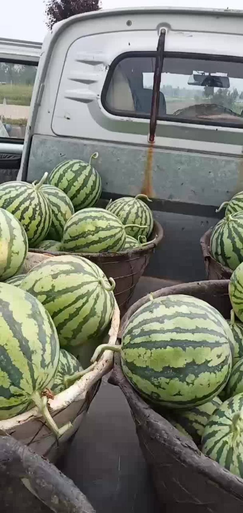 夏县西瓜