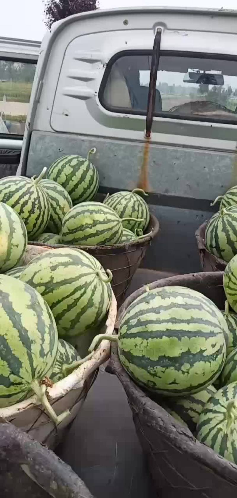 夏县西瓜
