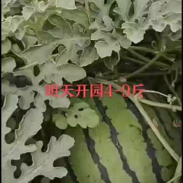 正宗陆地台头西瓜