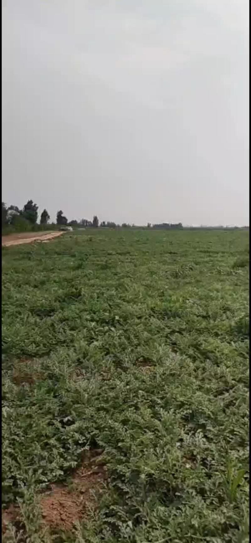正宗陆地台头西瓜