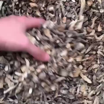 鹿茸菇碎