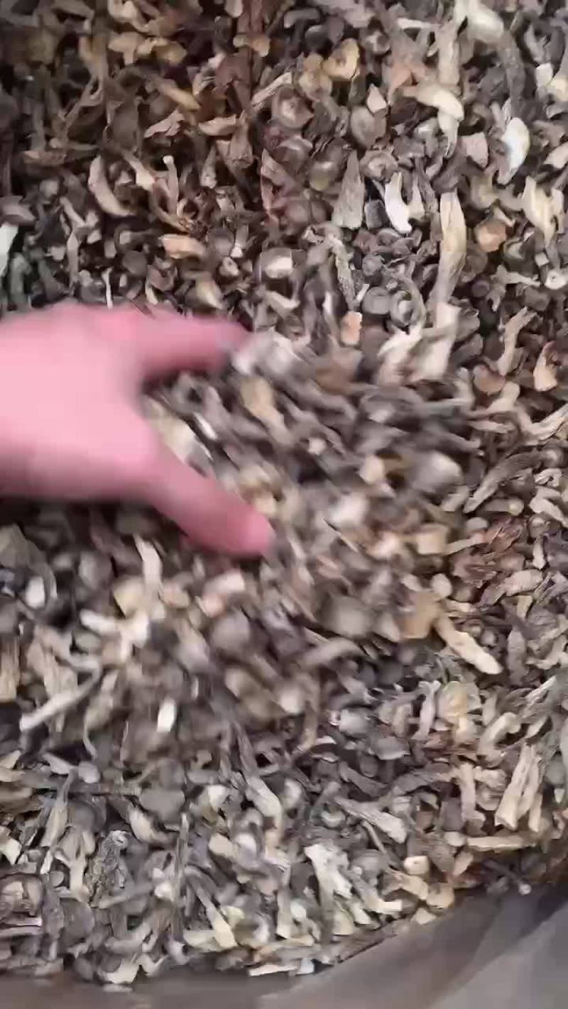 鹿茸菇碎