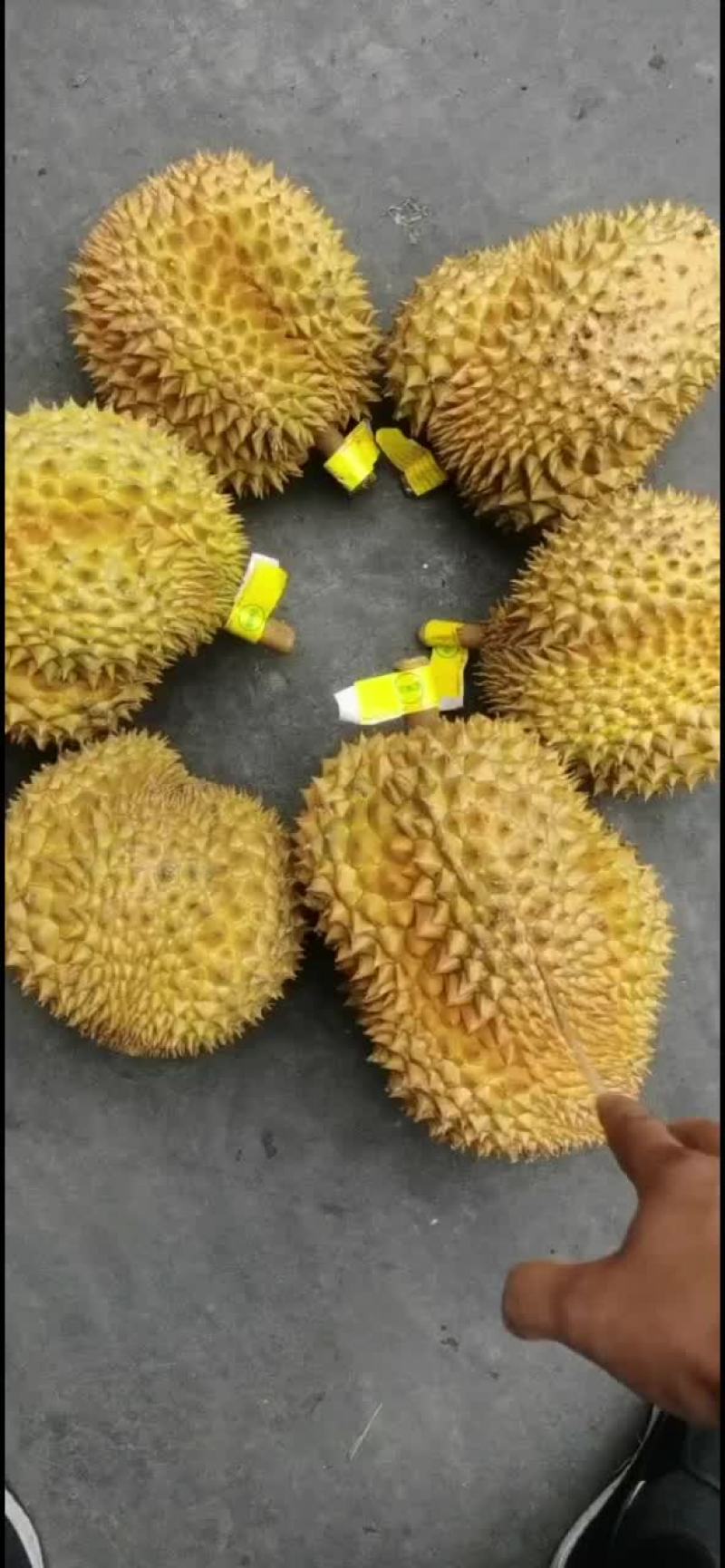 金枕榴莲