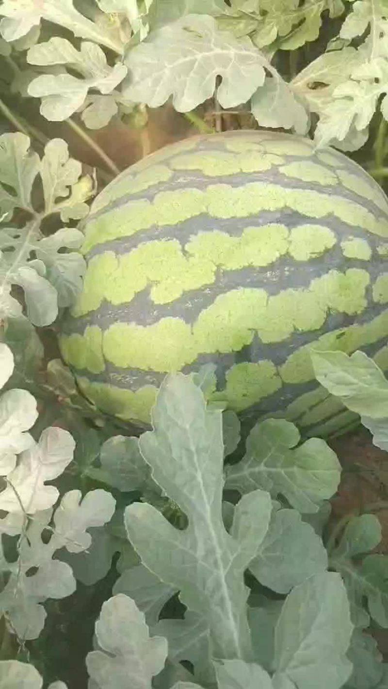 甜王西瓜