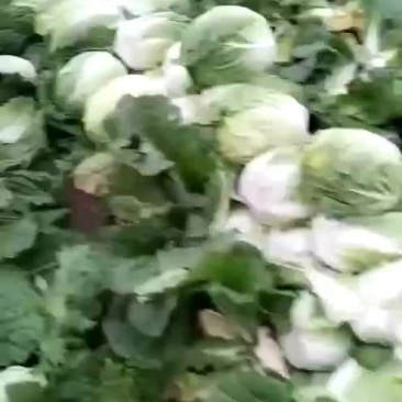 黄心菜