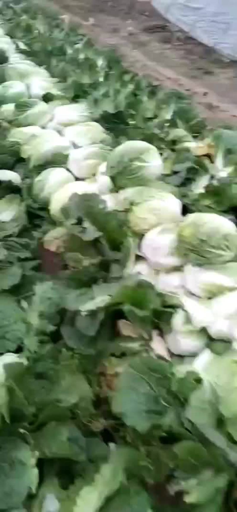 黄心菜