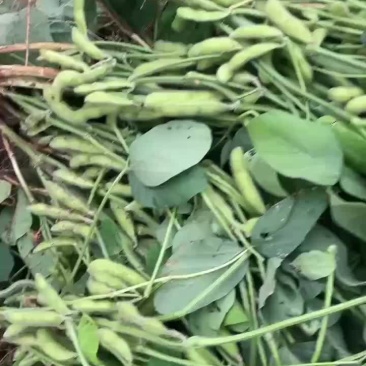 鲜毛豆大量上市
