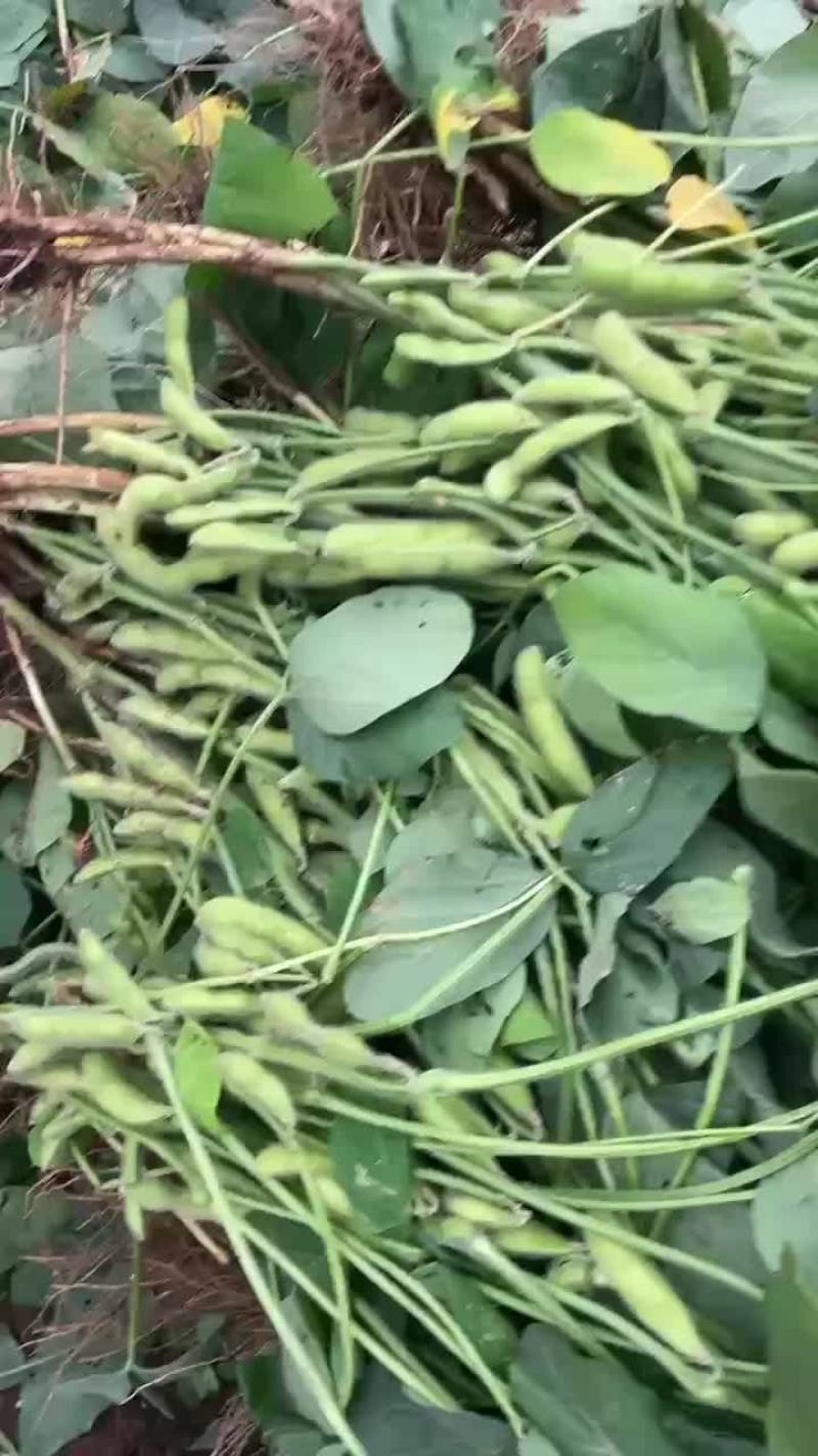 鲜毛豆大量上市