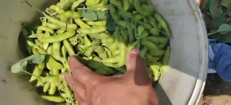 鲜毛豆大量上市