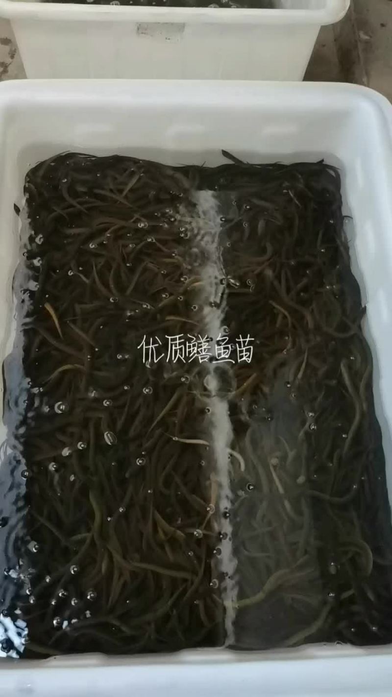 优质鳝鱼苗