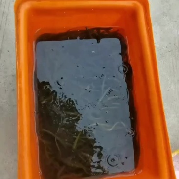优质鳝鱼苗