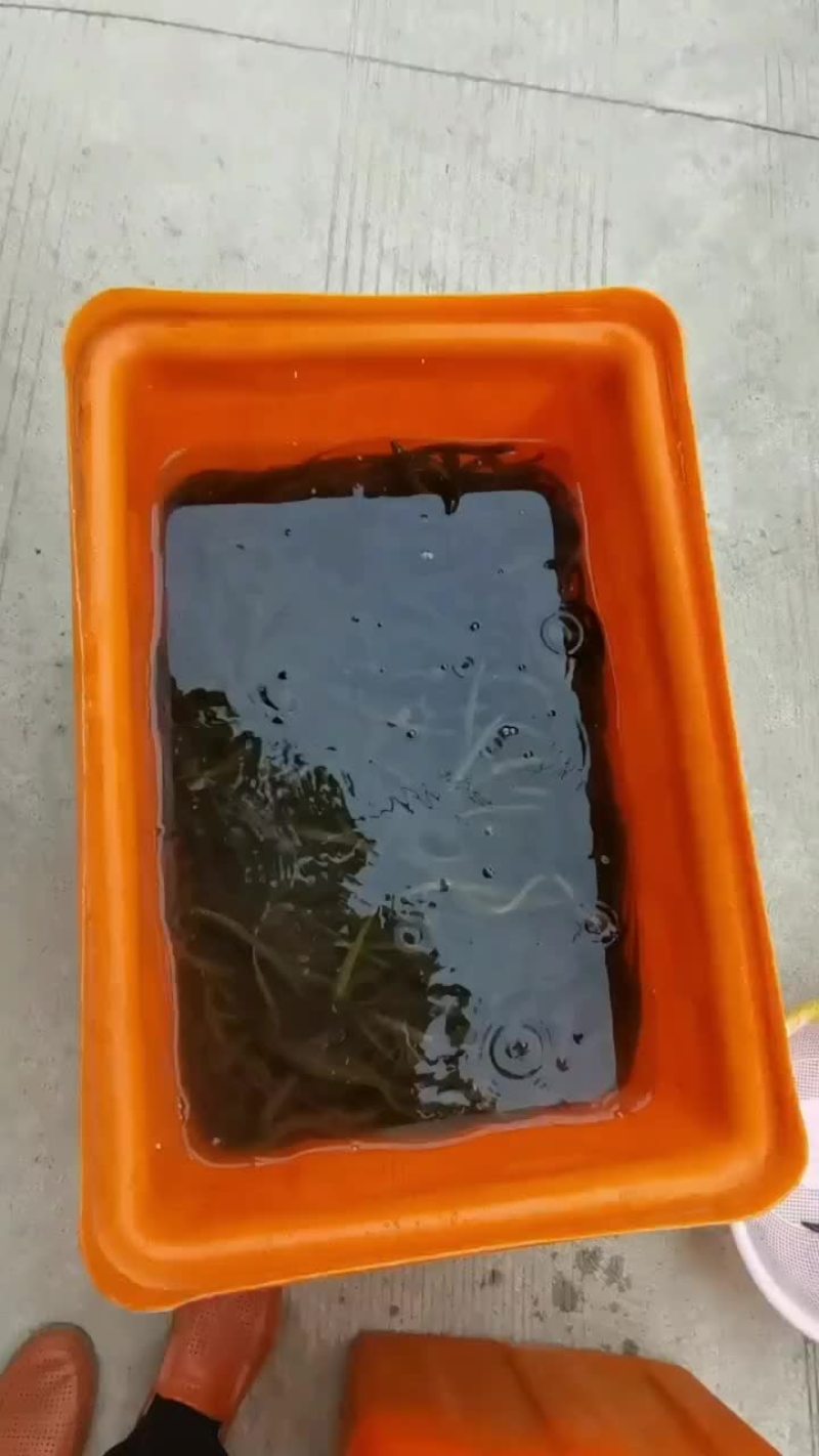优质鳝鱼苗