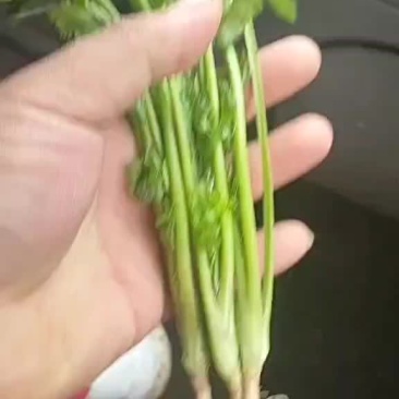 茼蒿
