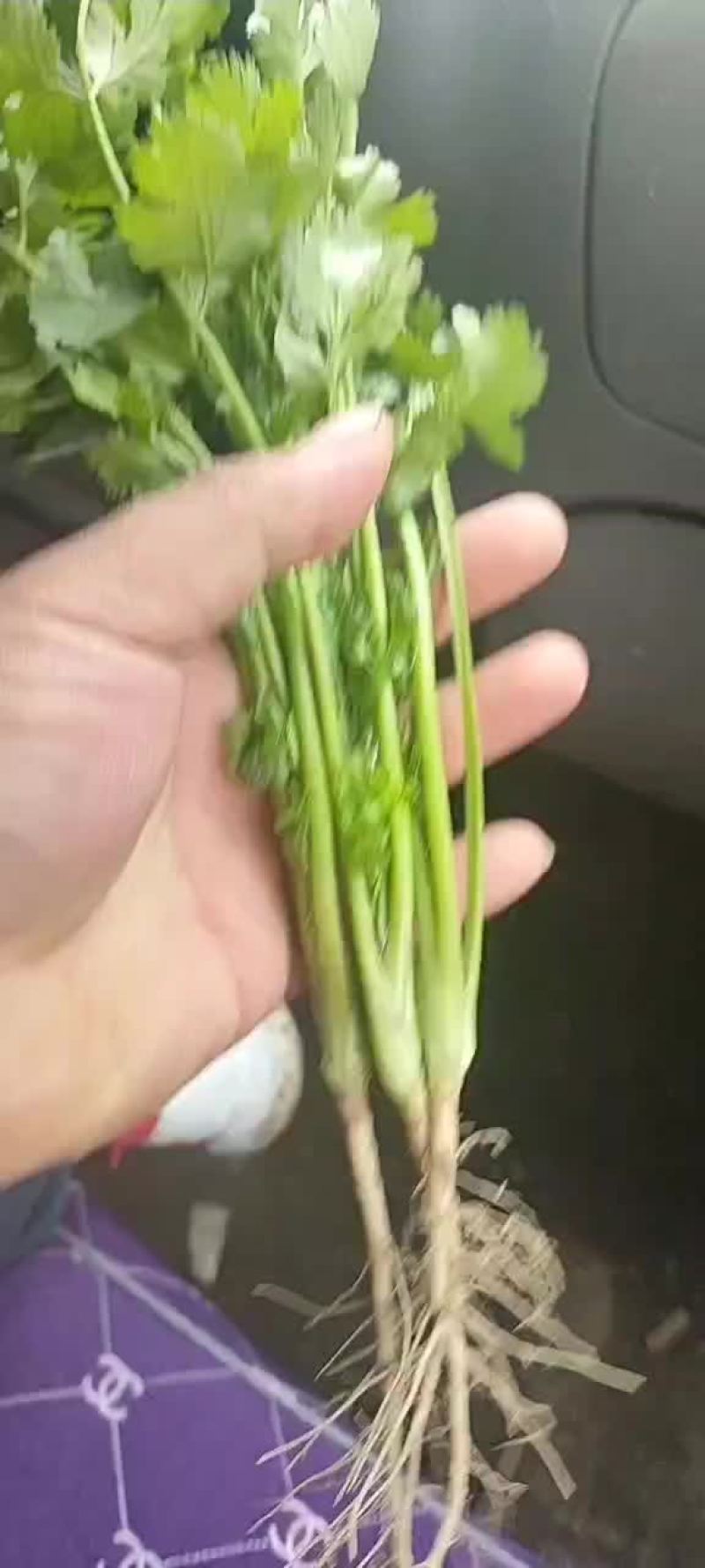 茼蒿