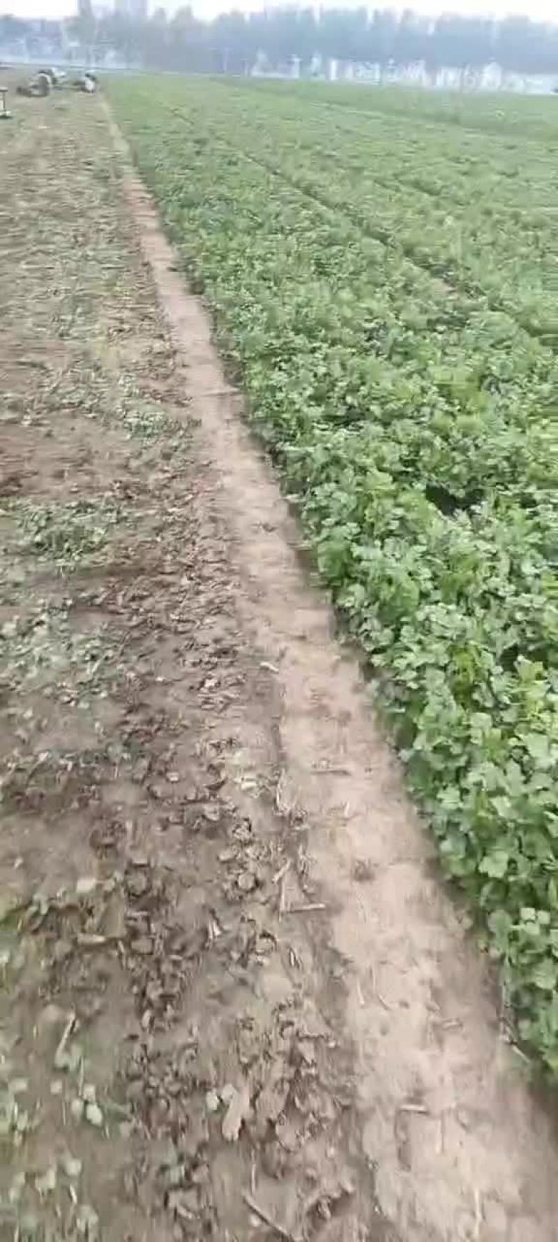 茼蒿