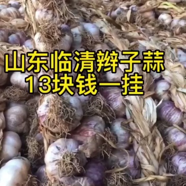 山东辫子蒜……