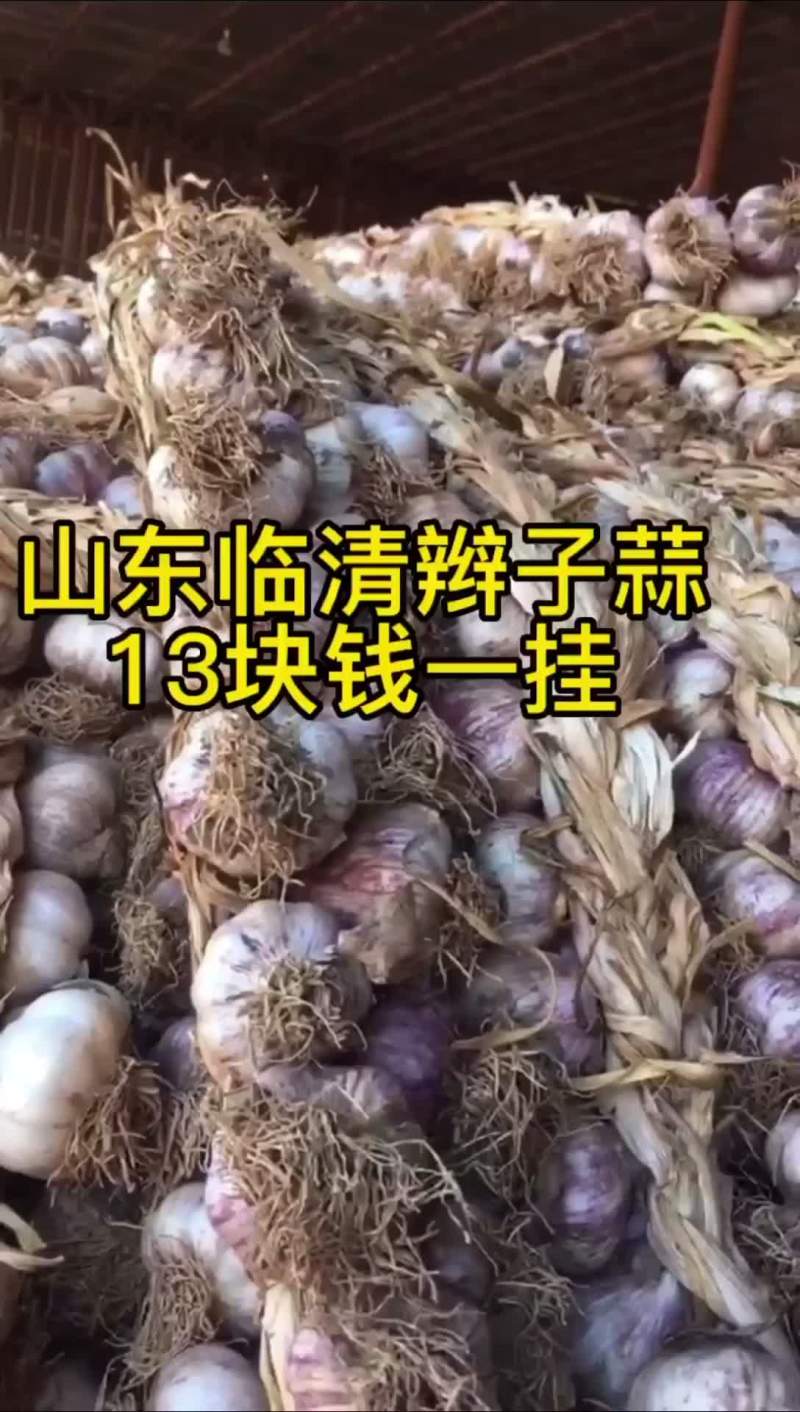 山东辫子蒜……