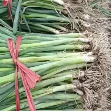 6月12号，葱苗基地继续发货，土豆茬麦茬葱苗大量上市了