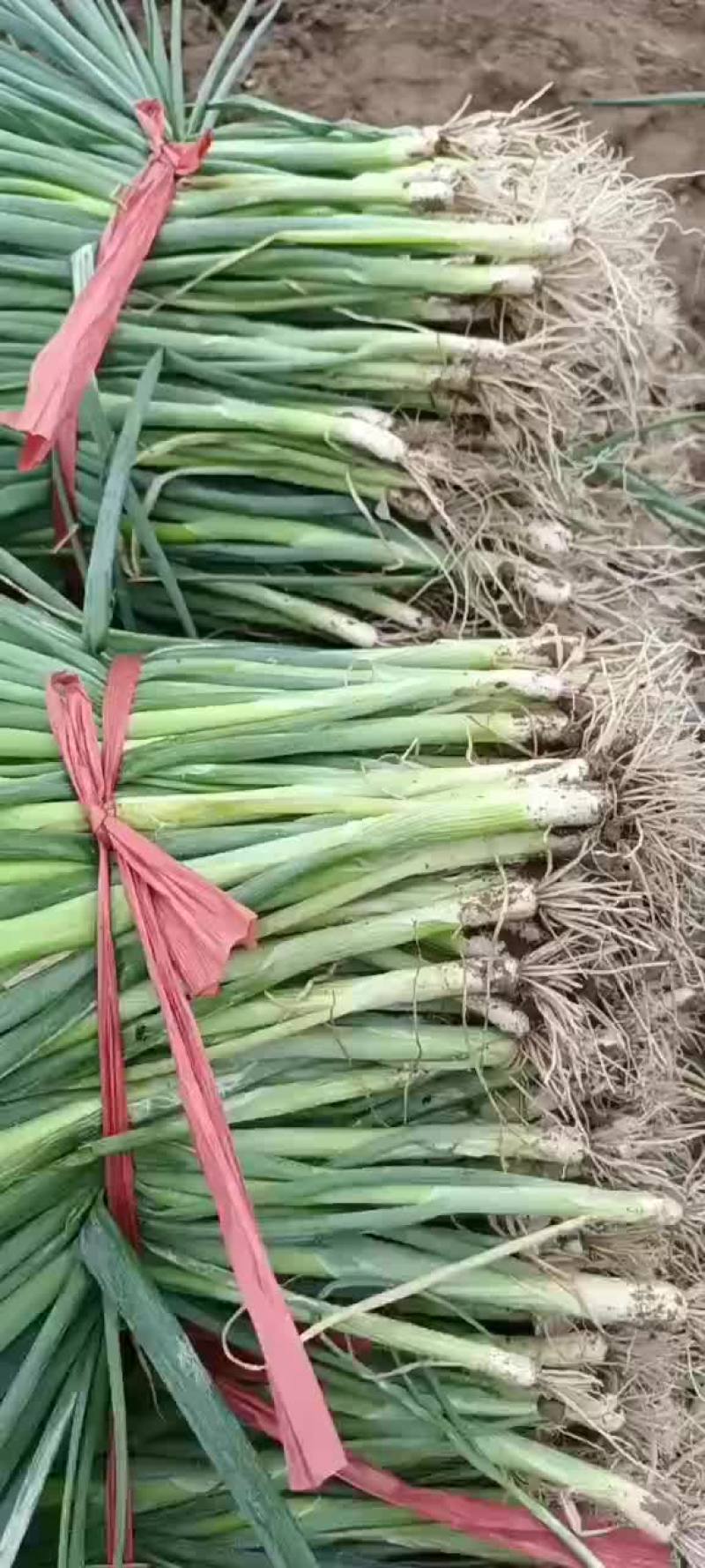 6月12号，葱苗基地继续发货，土豆茬麦茬葱苗大量上市了