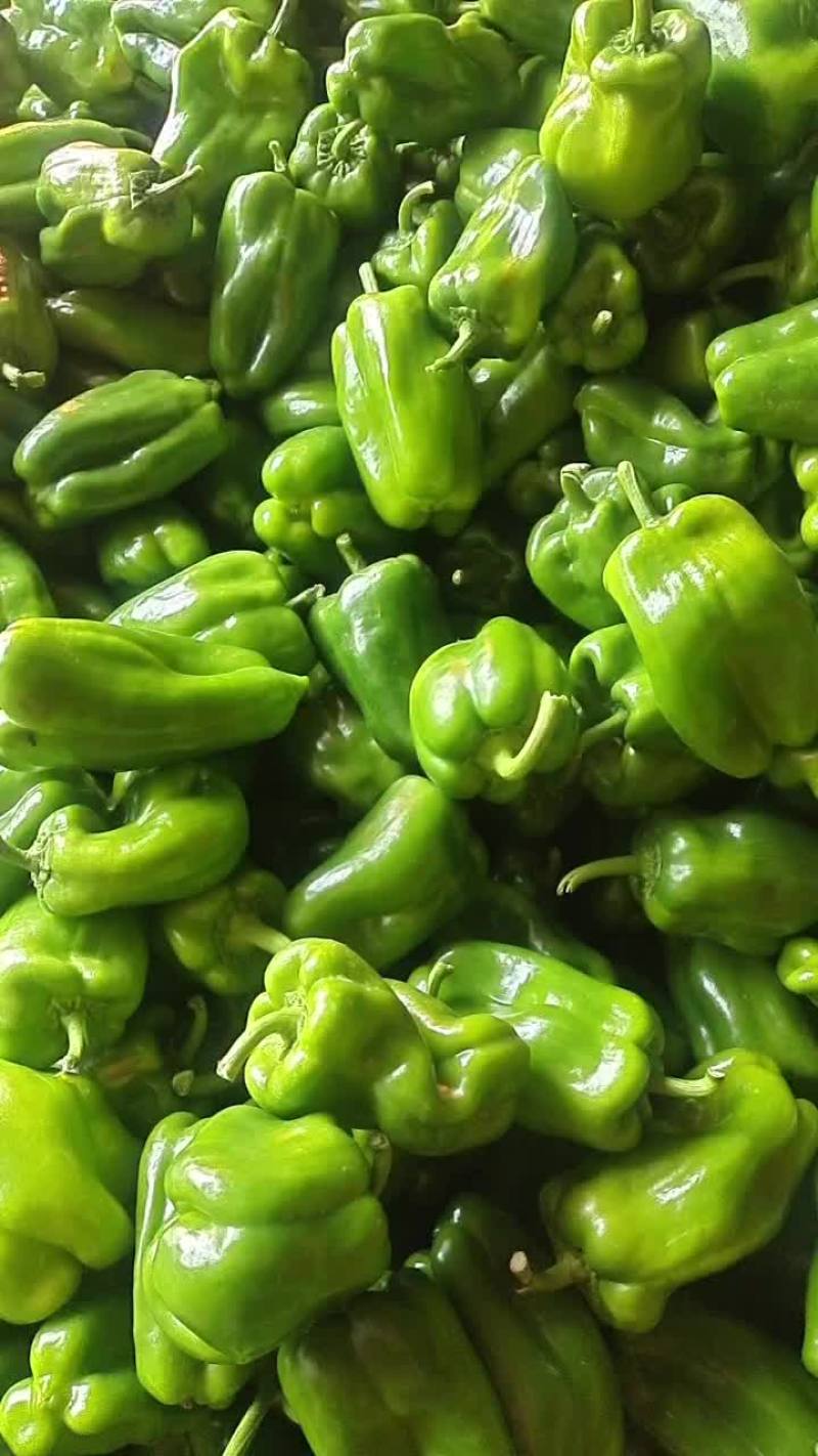 圆椒