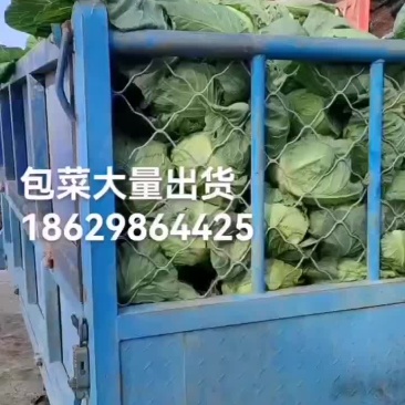 甘蓝