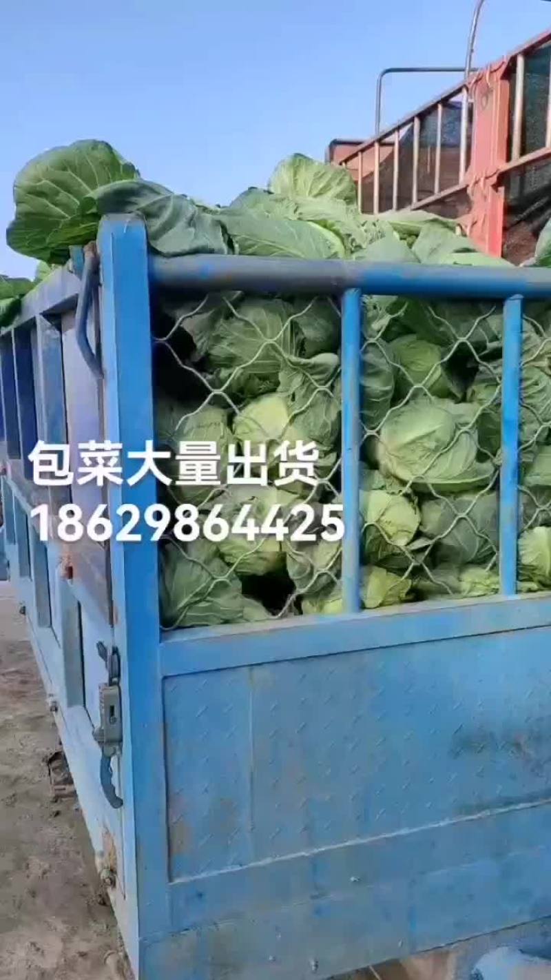 甘蓝
