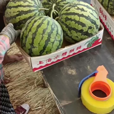 开封通许西瓜大量上市，本人专业代发，经验丰富，资源广泛