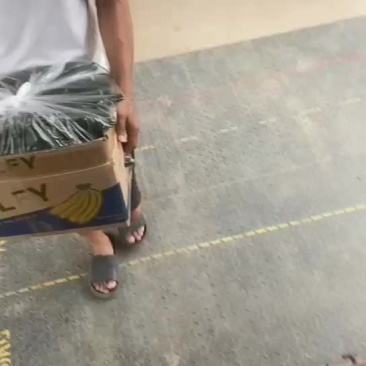 黄瓜装车中