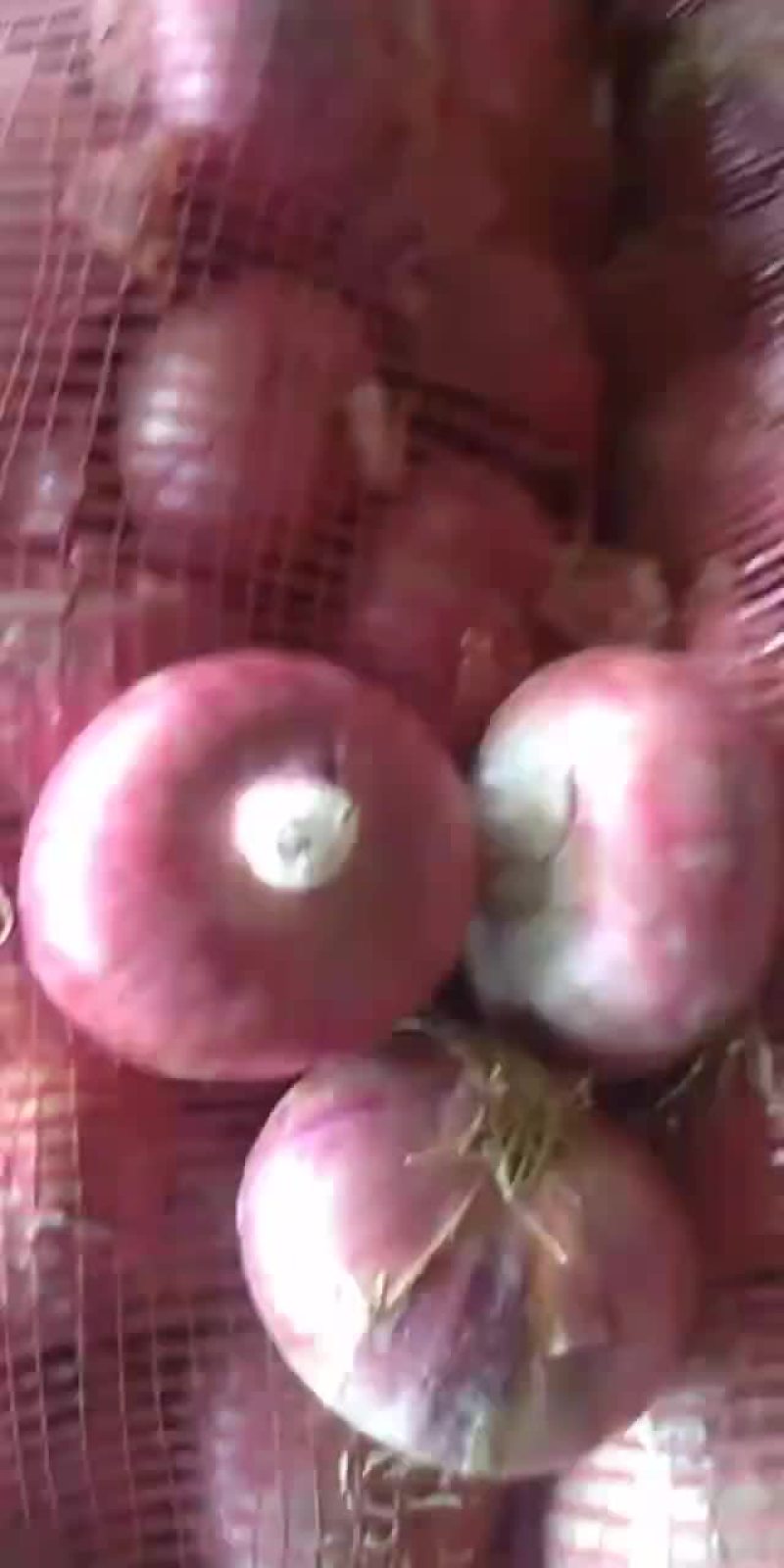 大量出售二红洋葱