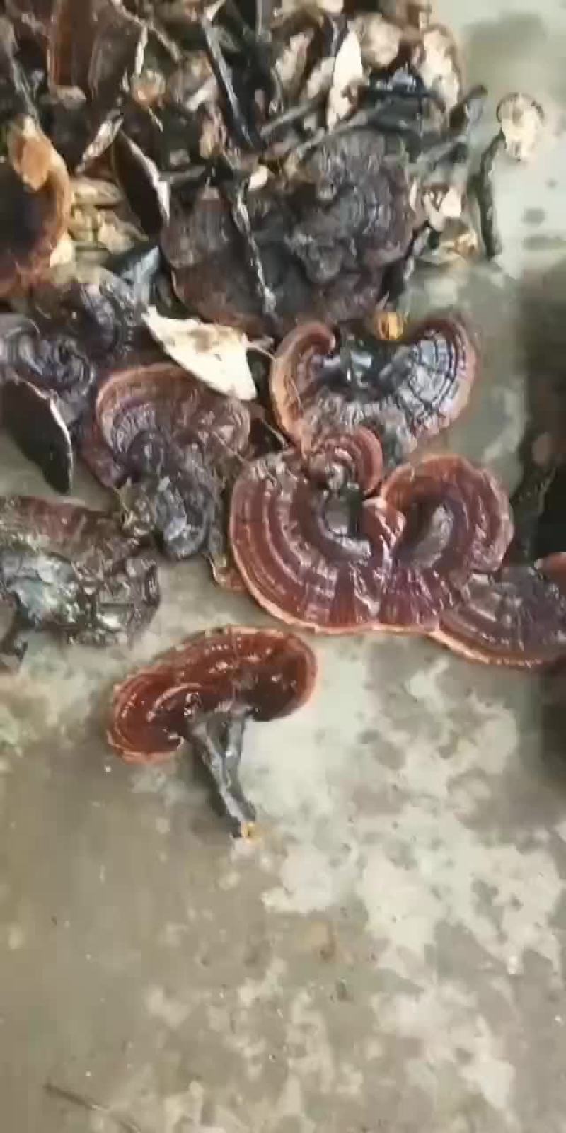 新鲜湿灵芝