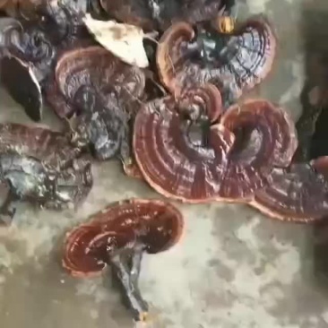 新鲜湿灵芝