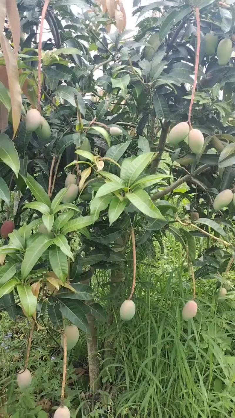 小青芒小贵妃