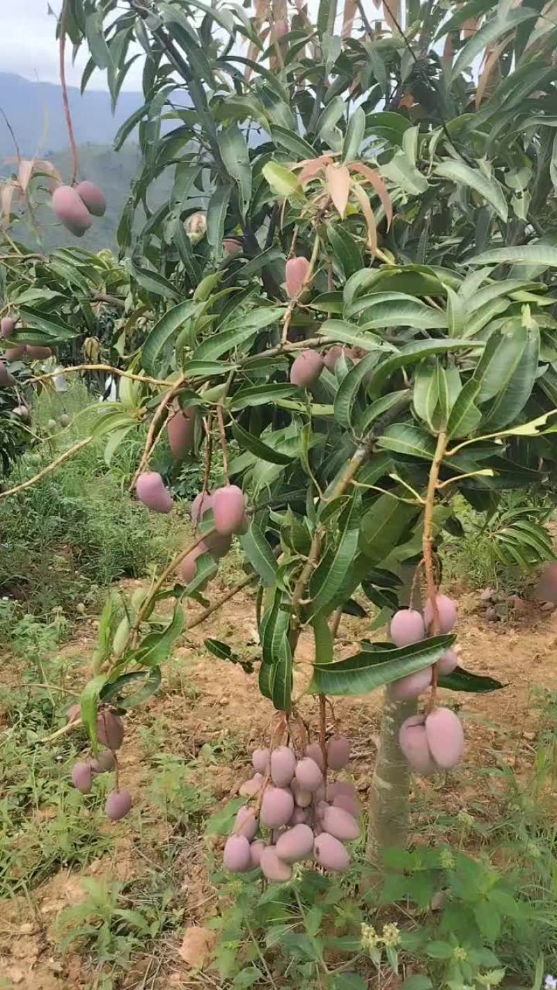 小青芒小贵妃