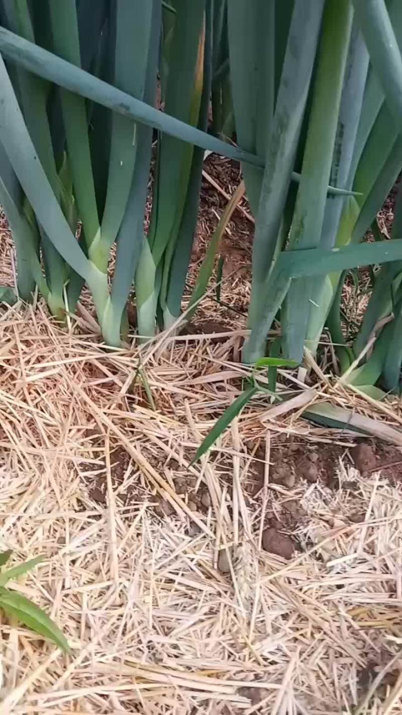 地膜葱卖货晒货