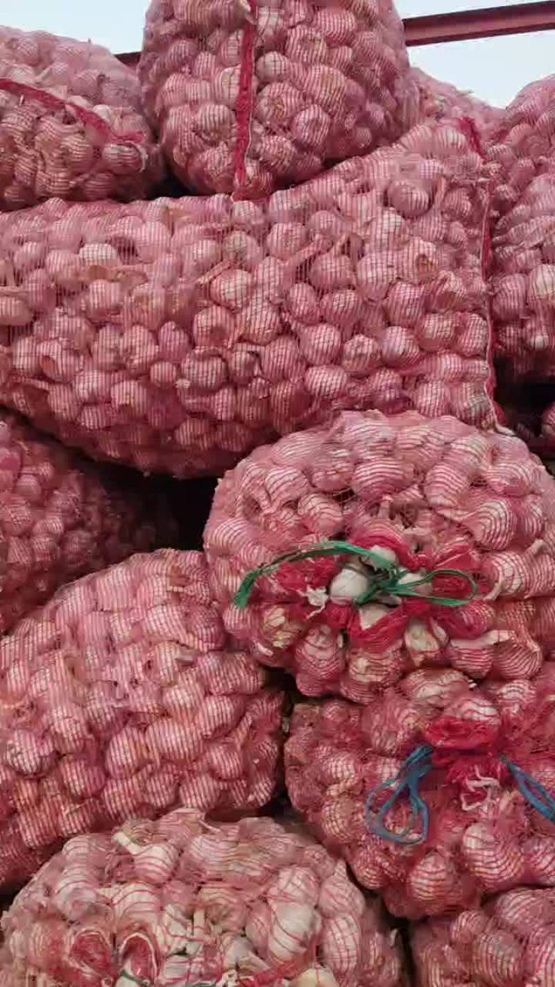 小白蒜，3到4个规格