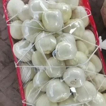 大庆甜瓜