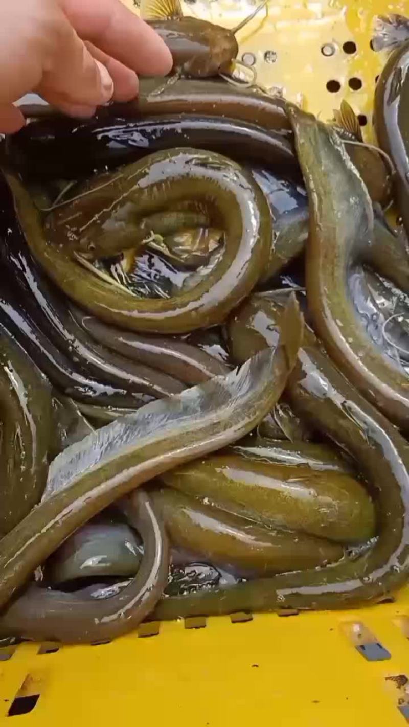 小石鲶