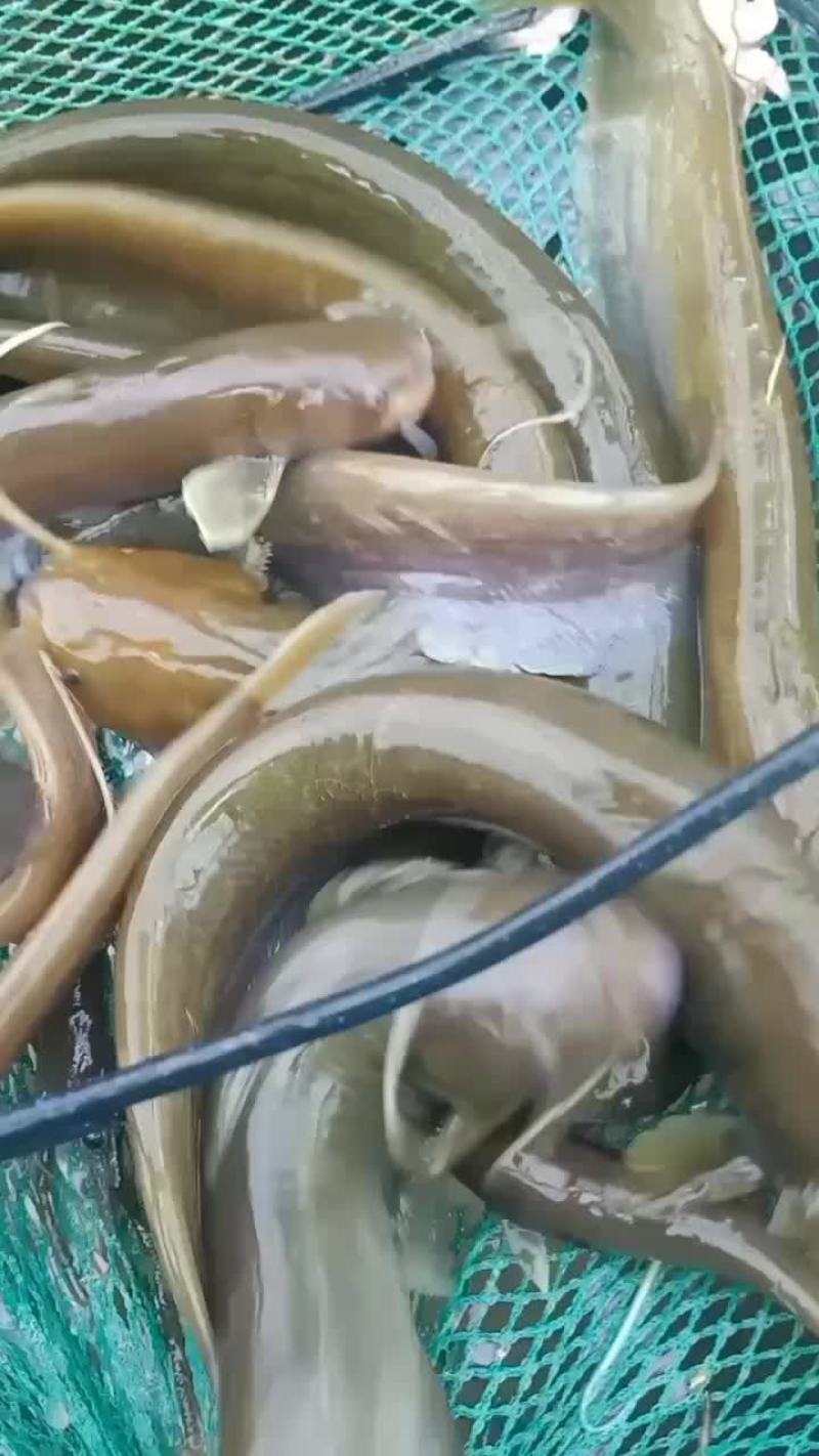 小石鲶