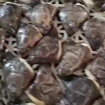 烧烤专用小鱼头