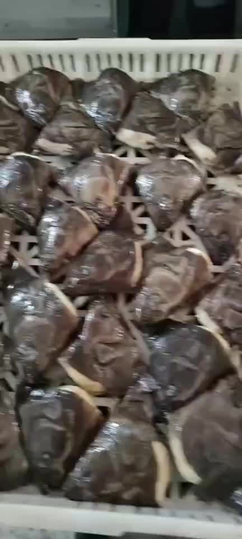 烧烤专用小鱼头