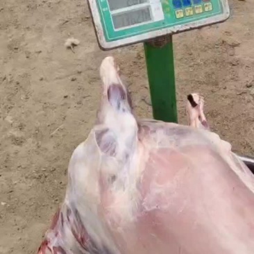 精品鲜羔羊腔子