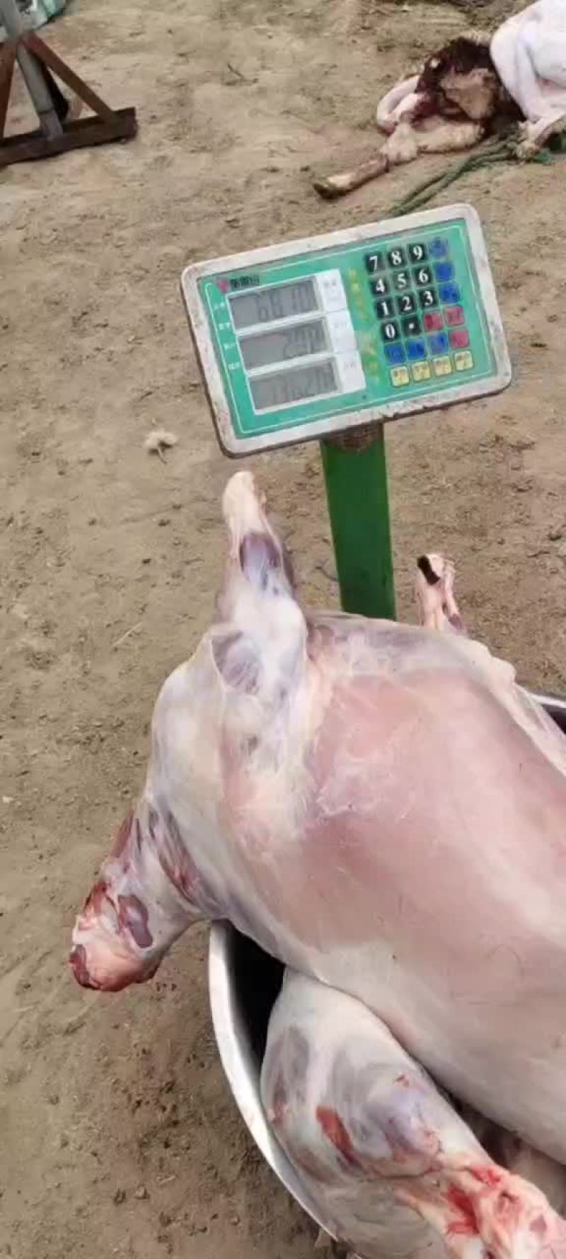 精品鲜羔羊腔子