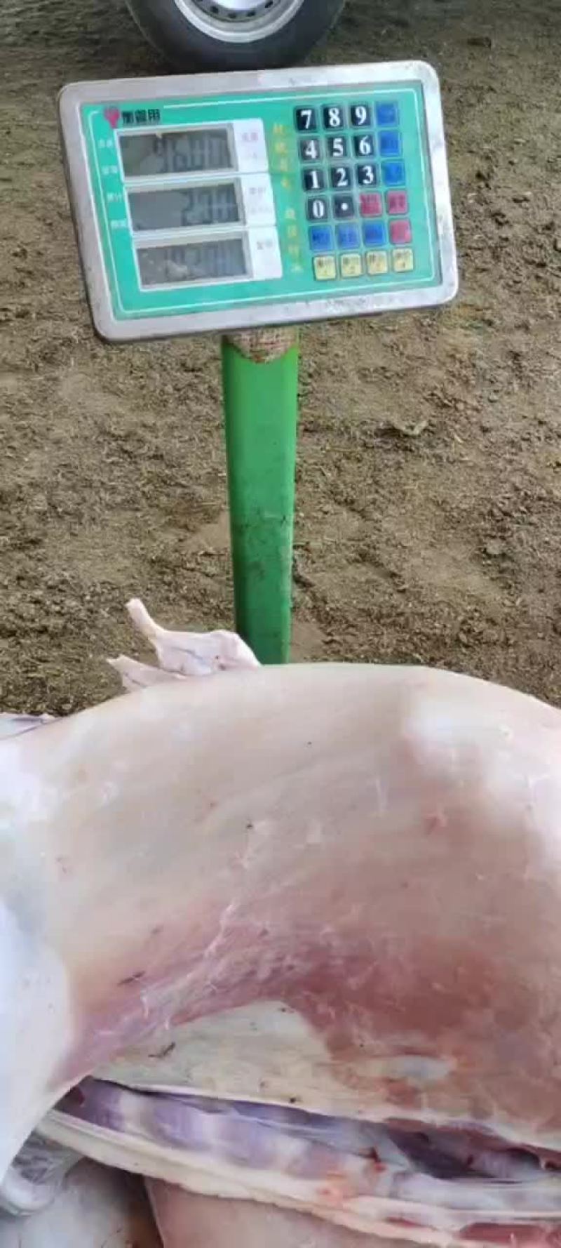 精品鲜羔羊腔子