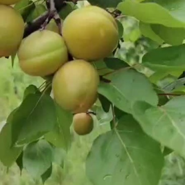 金太阳杏，适合罐头厂，果脯厂，适合大小热卖，适合超市