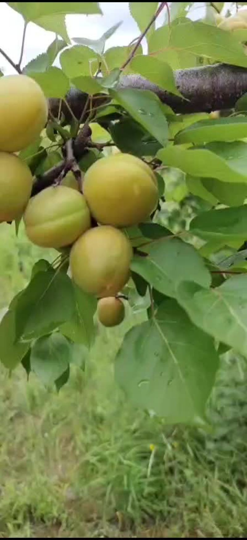 金太阳杏，适合罐头厂，果脯厂，适合大小热卖，适合超市
